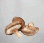 Shiitake-2