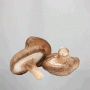 Shiitake6