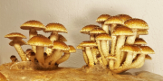 pholiota-adiposa-26