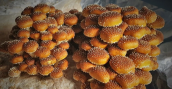 pholiota-adiposa4