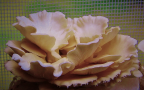 pleurotus-pulmonariusjpg-2