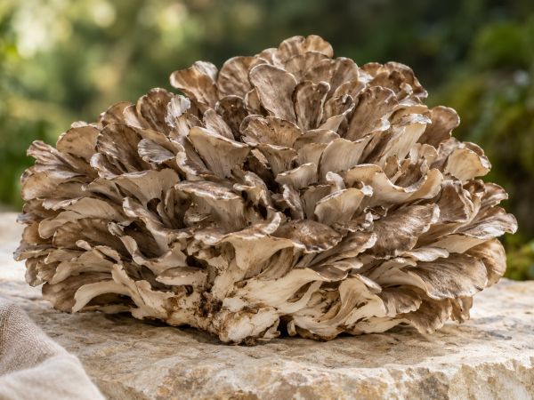 Maitake – KI-generiertes Sortenbild
